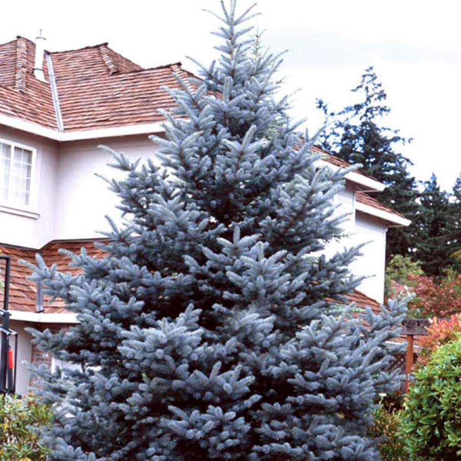 Ель колючая Picea pungens Blue Diamond