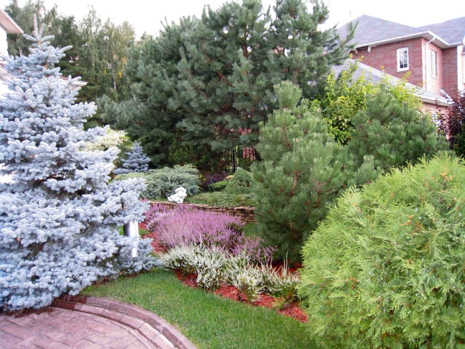 Сосна Горная Мугус ниваки