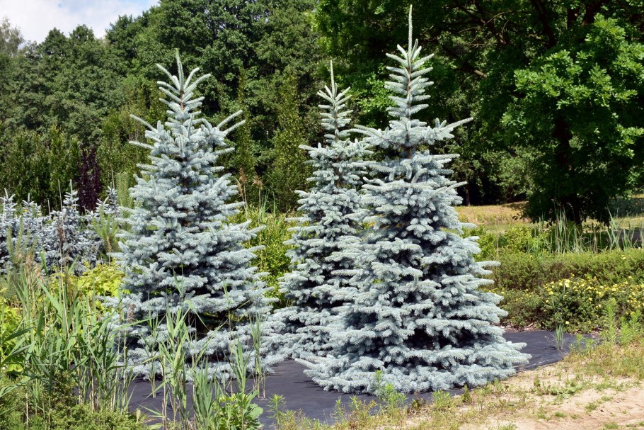 Голубая ель фэт Альберт