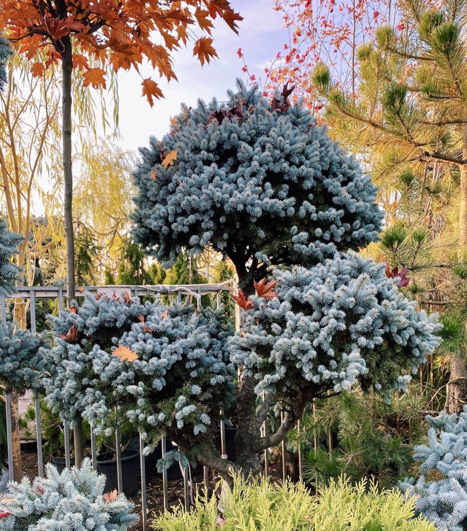 Ель Глаука Монтгомери