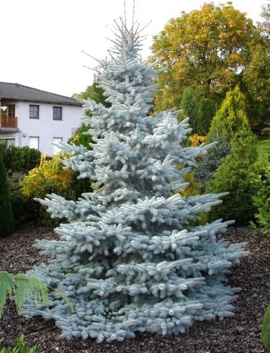 Ель колючая Хупси Picea pungens Hoopsii