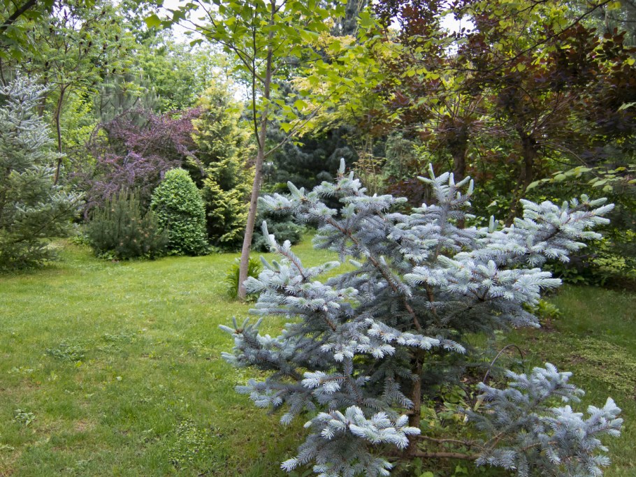 Ель обыкновенная Хупси