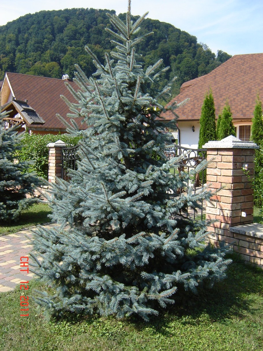 Ель голубая Kaibab