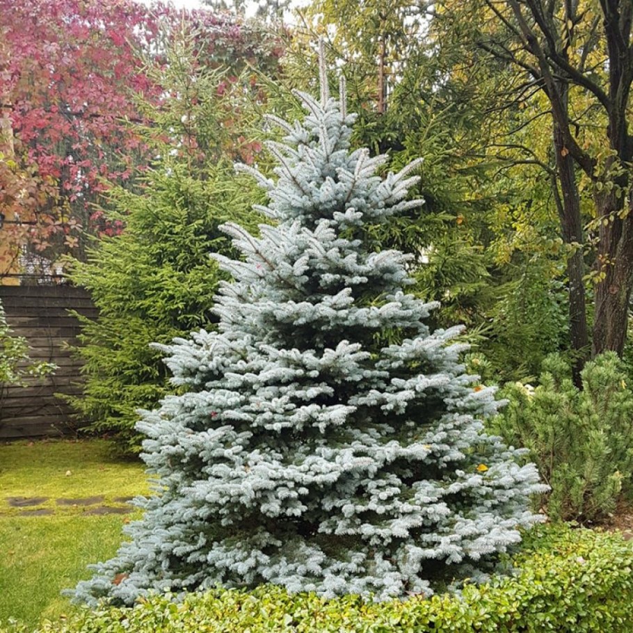 Ель колючая фэт Альберт