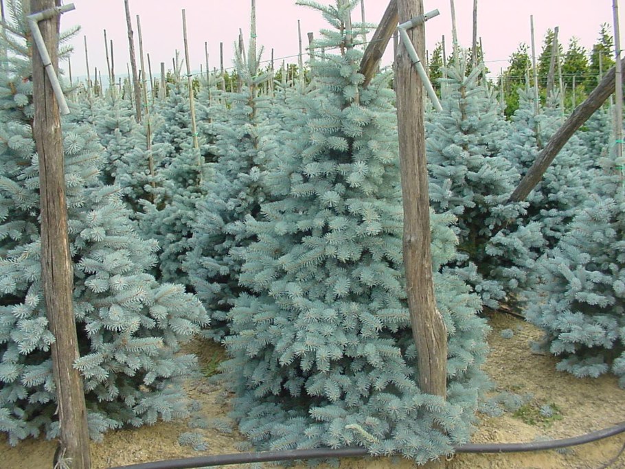 Ель колючая Мисти Блю