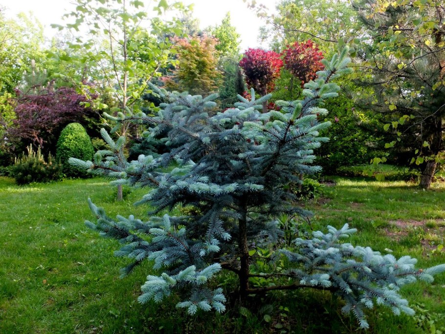 Ель колючая Хупси