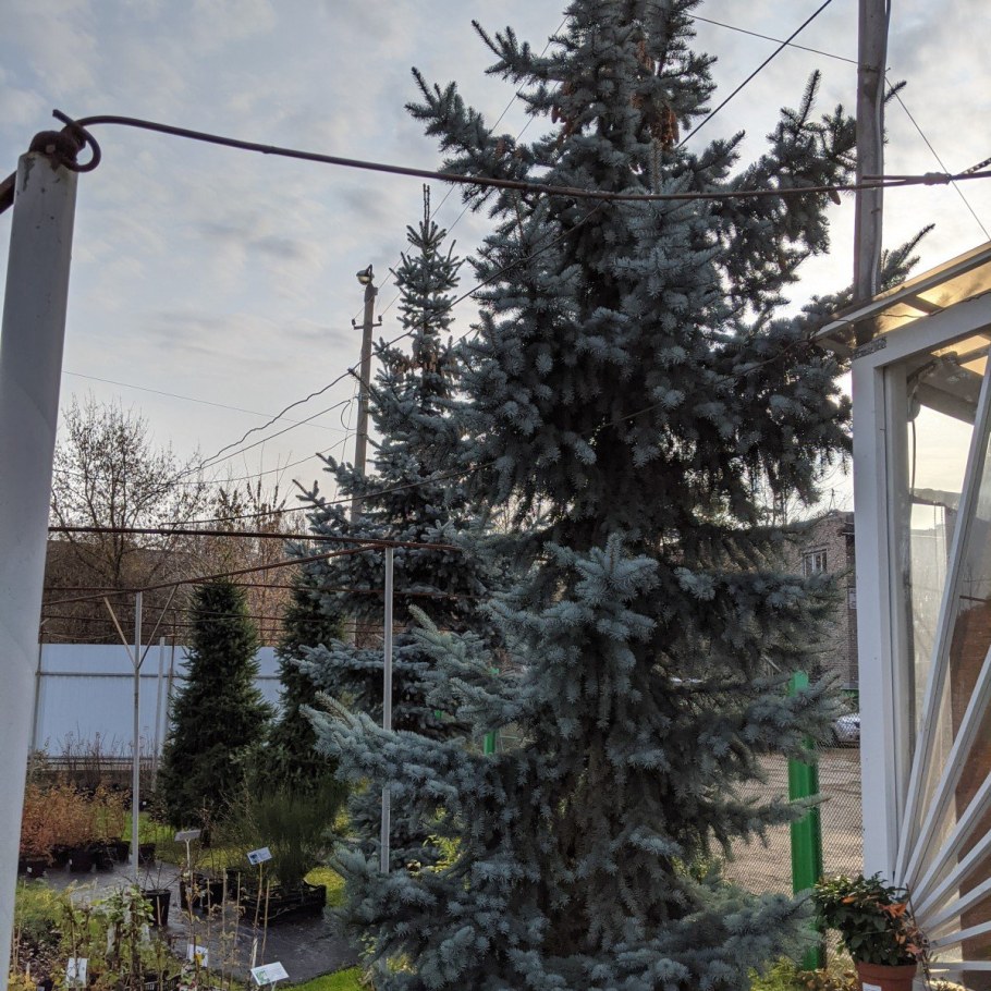 Ель Хупси корневая