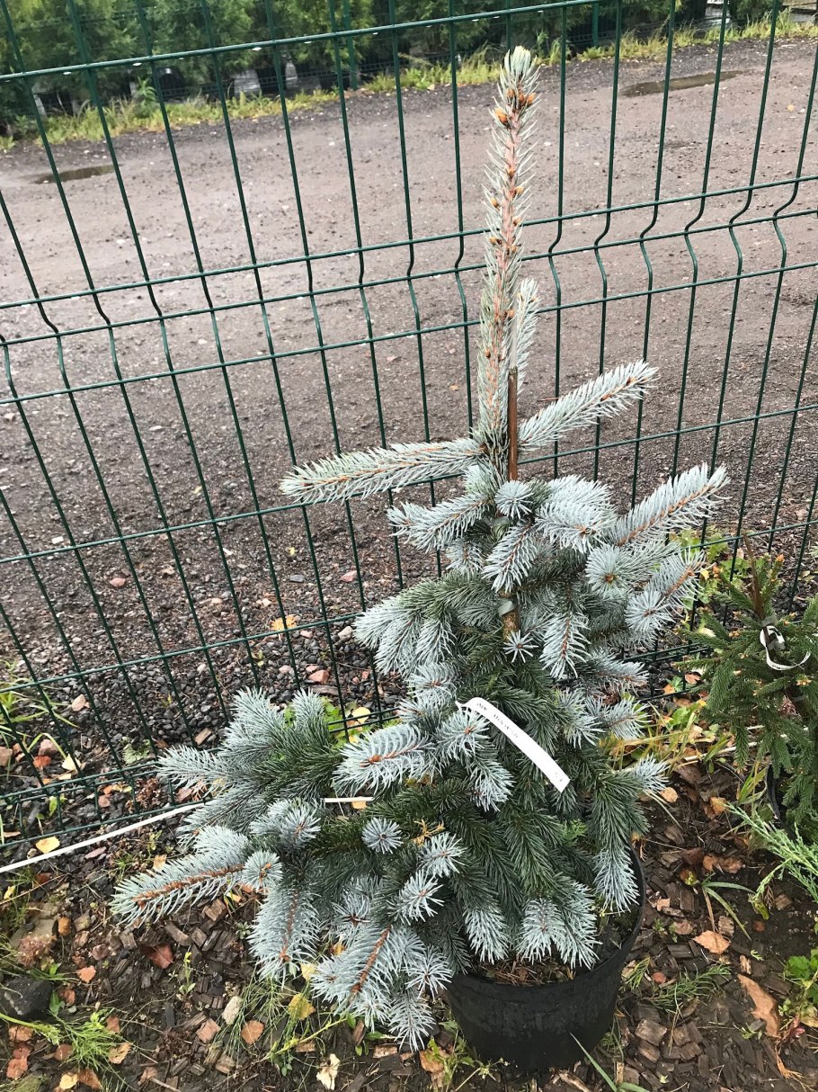Picea pungens Hoopsii ель