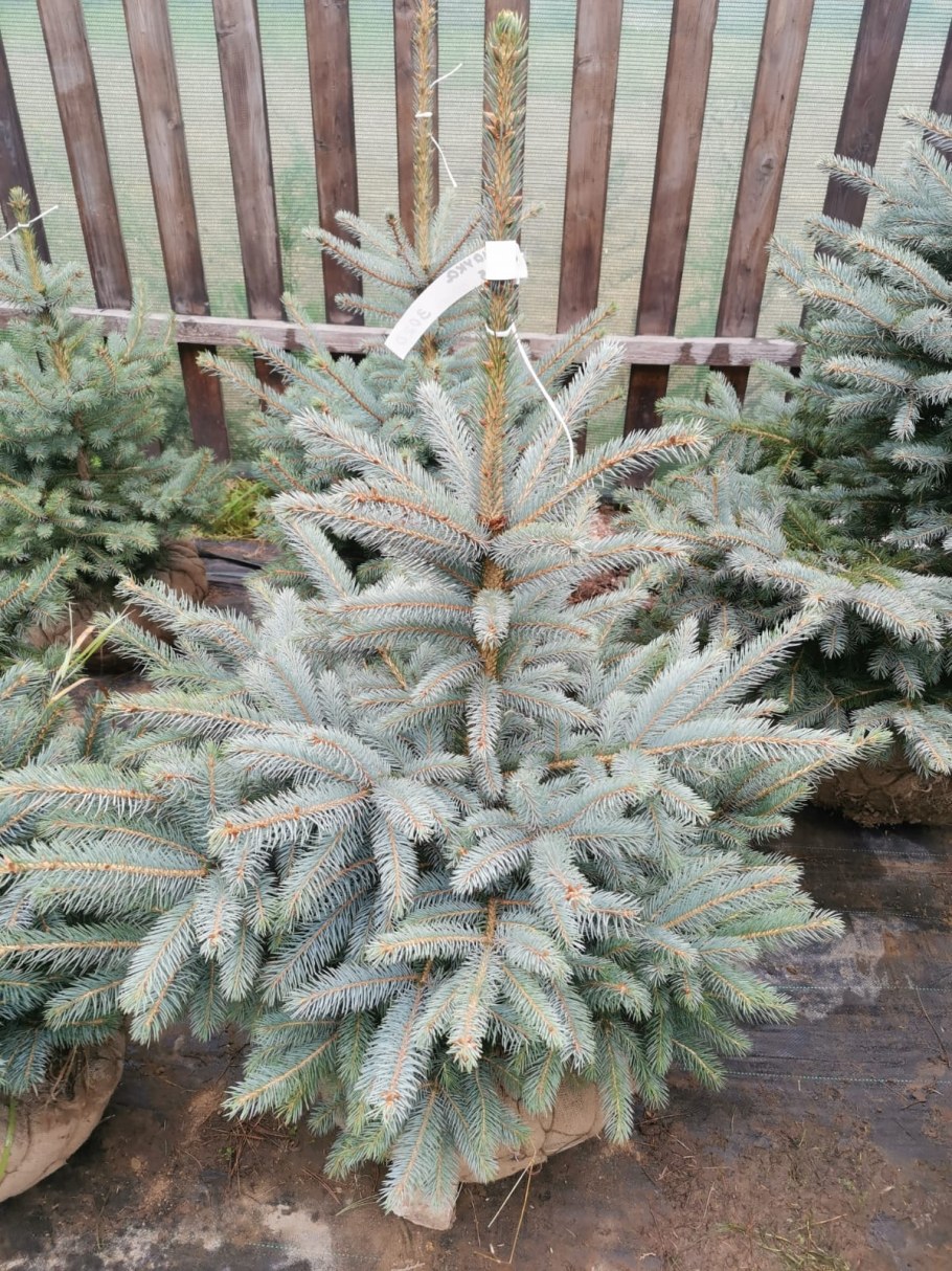 Ель Глаука Кайбаб колючая