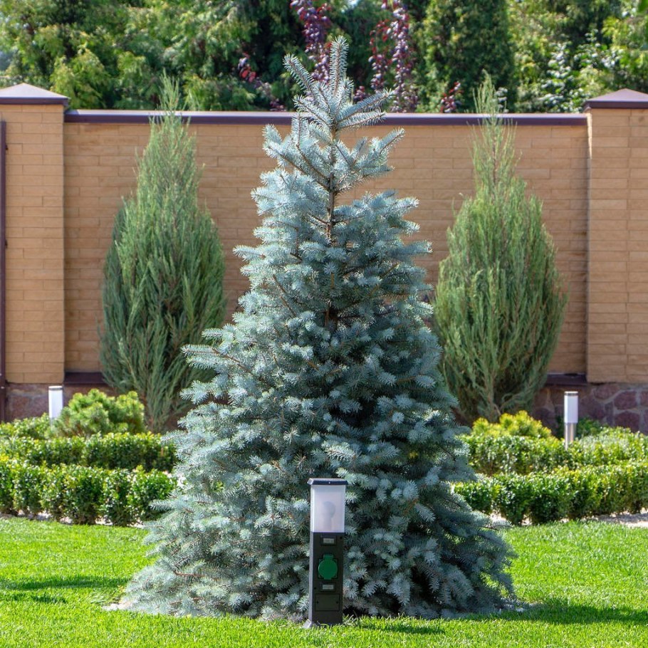 Хупси голубая ель