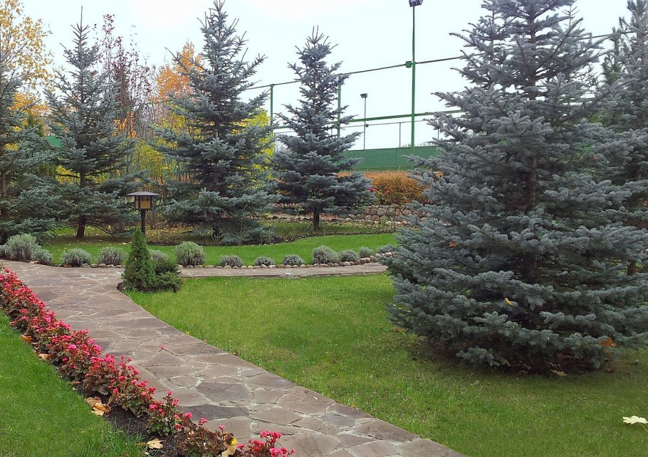 Ель колючая Hoopsii