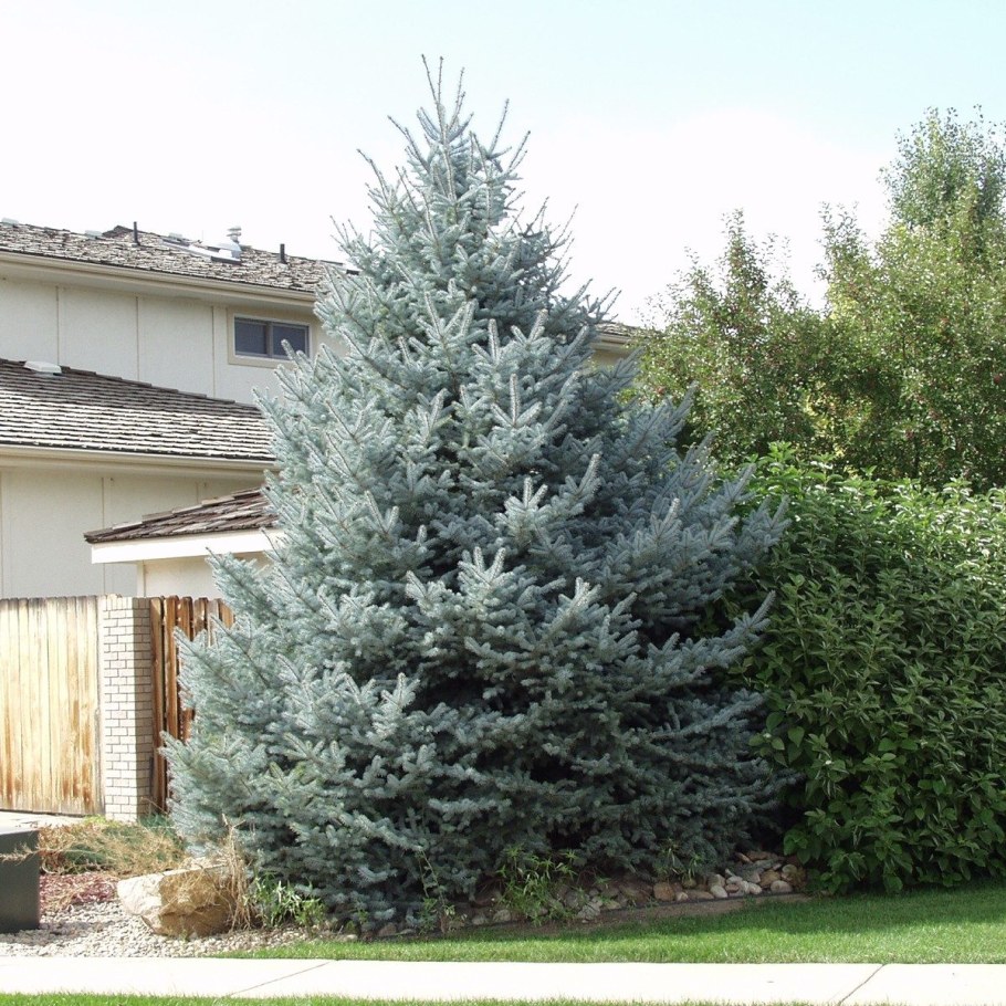 Ель голубая колючая fat Albert