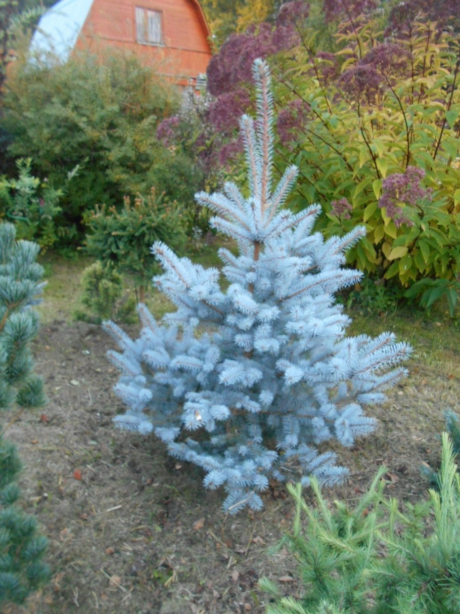 Ель колючая Глаука Маджестик