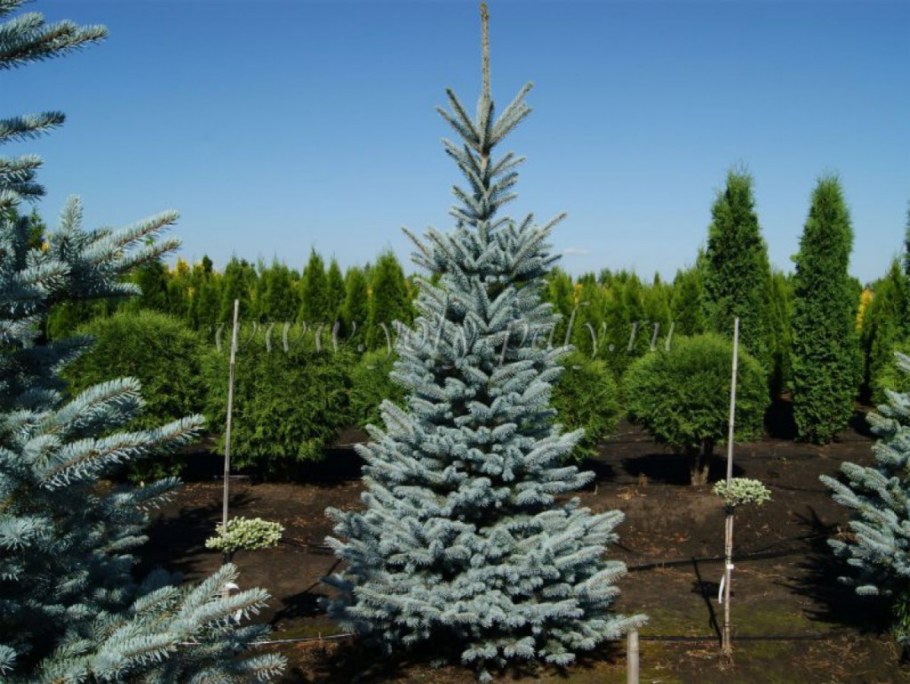 Ель колючая (Picea pungens glauca c3)