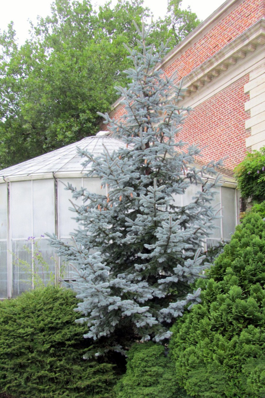 Ель колючая Хупси