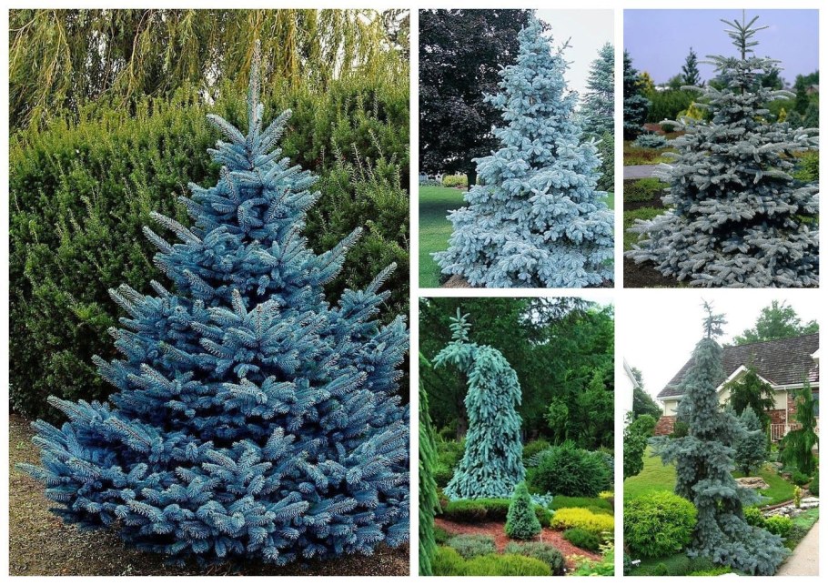 Ель колючая (Picea pungens Hoopsii)