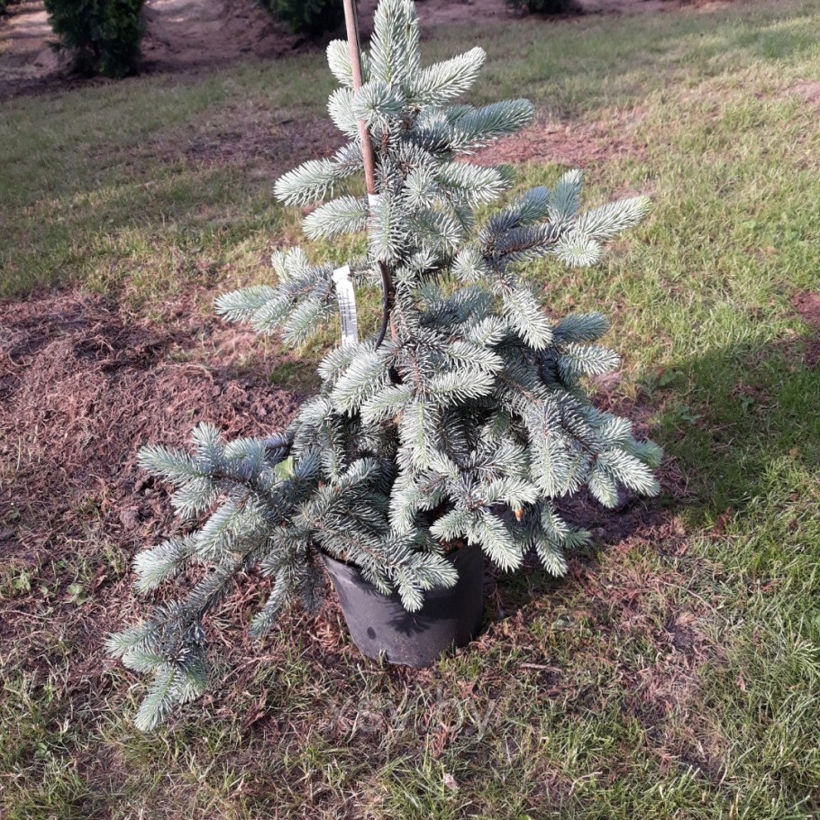 Ель колючая Hoopsii