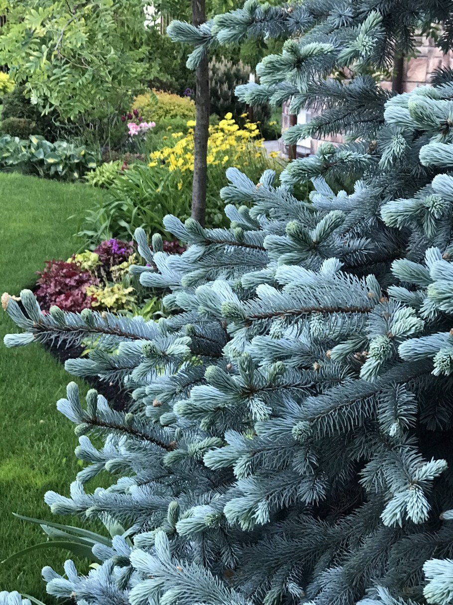 Ель колючая "Хупси" ("Hoopsii")