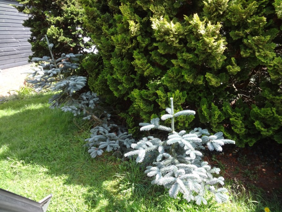 Ель Глаука Маджестик Блю