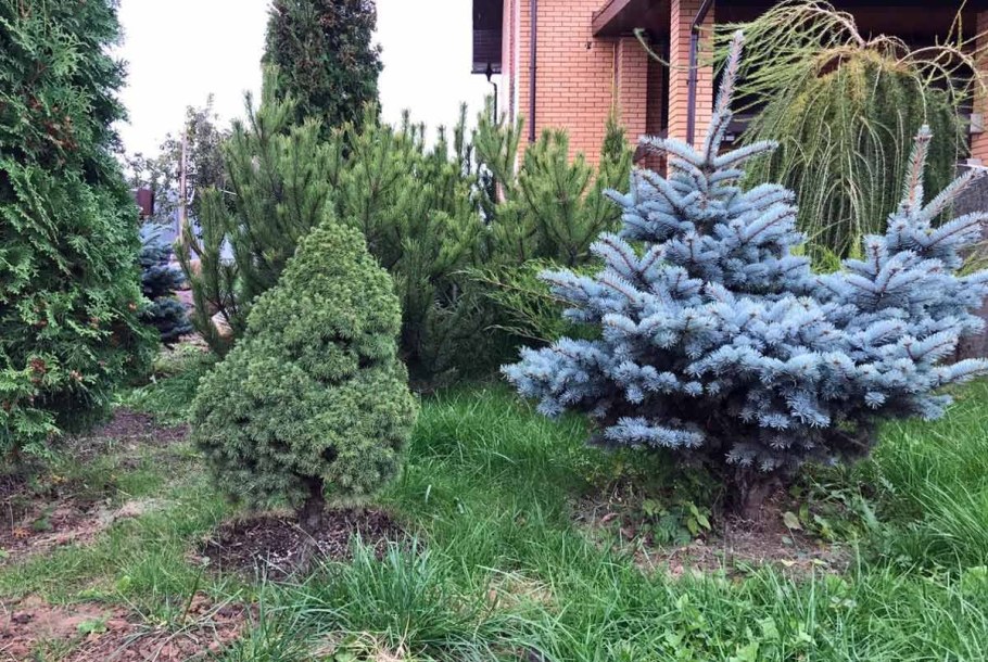 Хупси голубая ель