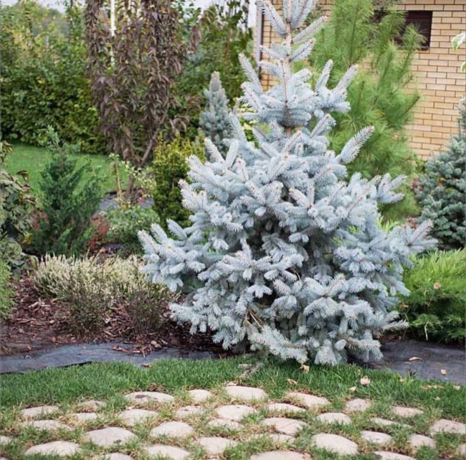 Ель колючая Hoopsii