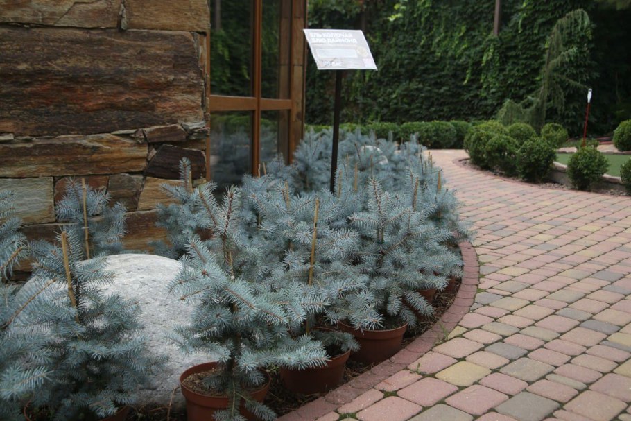 Ель колючая голубая Маджестик Блю