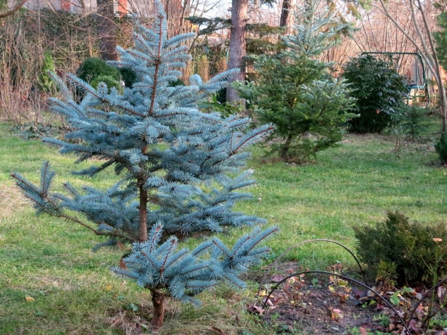 Хупси голубая ель