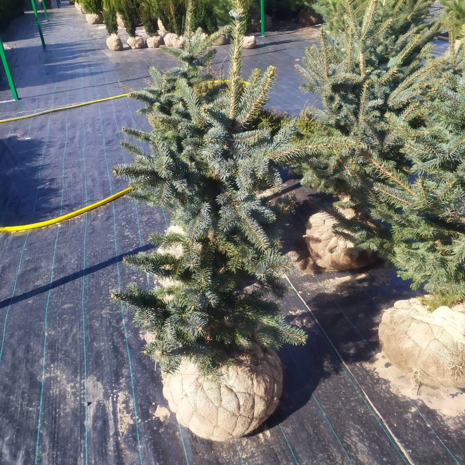 Хэнкс Гарденс ель