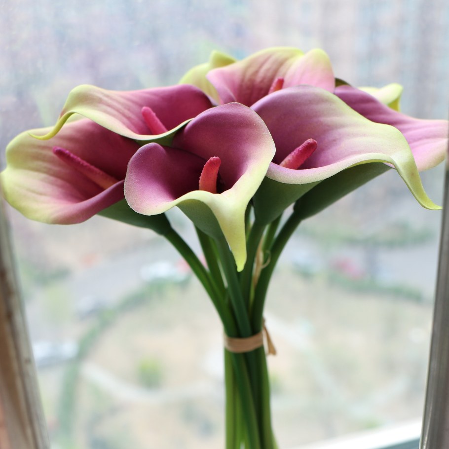 Калла Пикассо фото