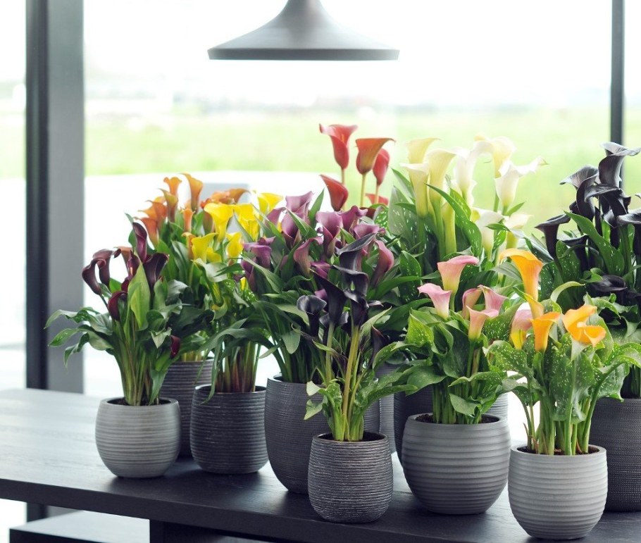 Интерьер с комнатными КАЛЛАМА