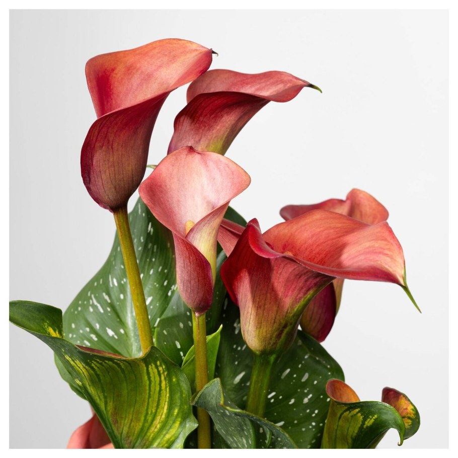 Калла эфиопская Зантедеския