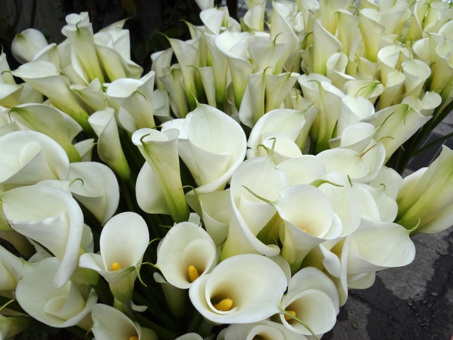 Зантедеския Снежная Королева