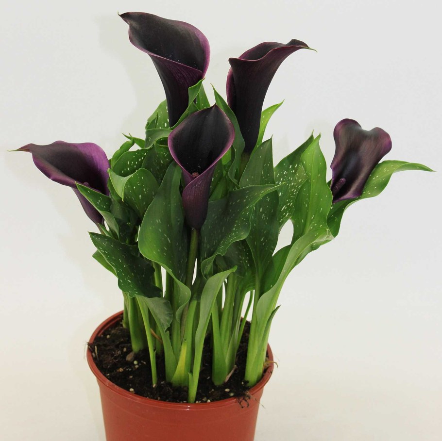 Калла Каптейн Палермо