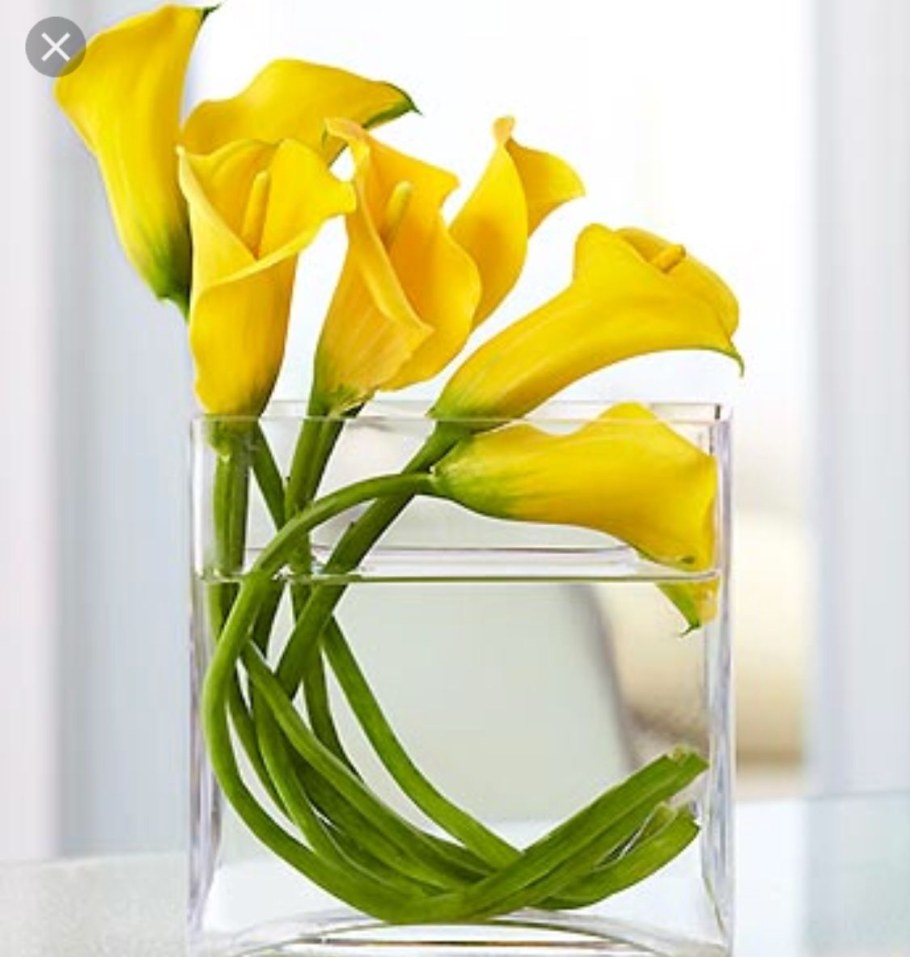 Каллы Голландия