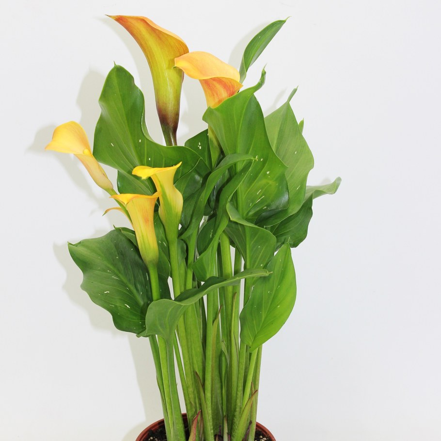 Калла (Zantedeschia) Captain Ventura