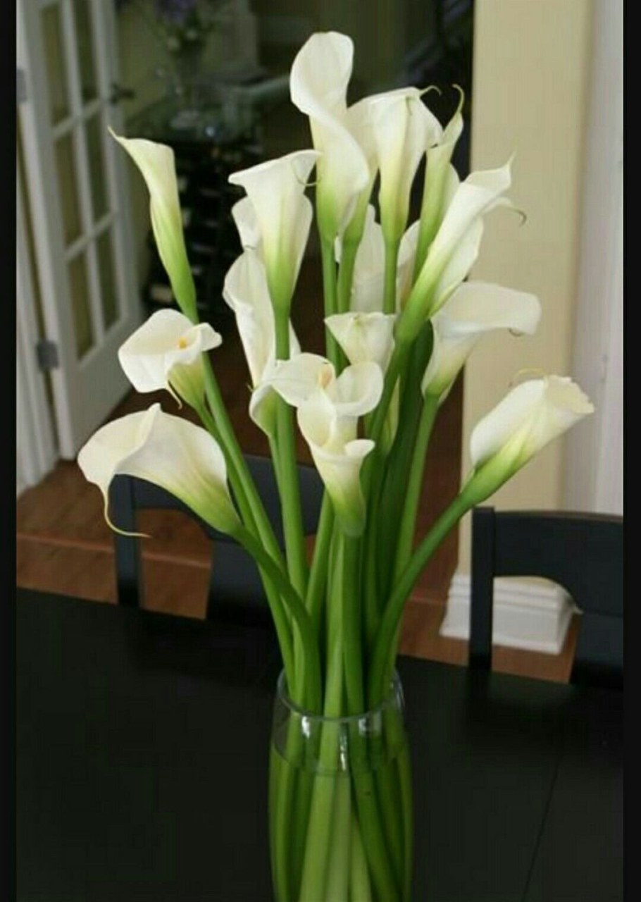 Калла камео