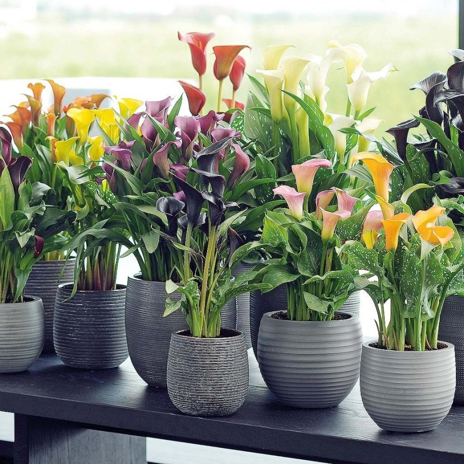 Белокрыльник комнатный