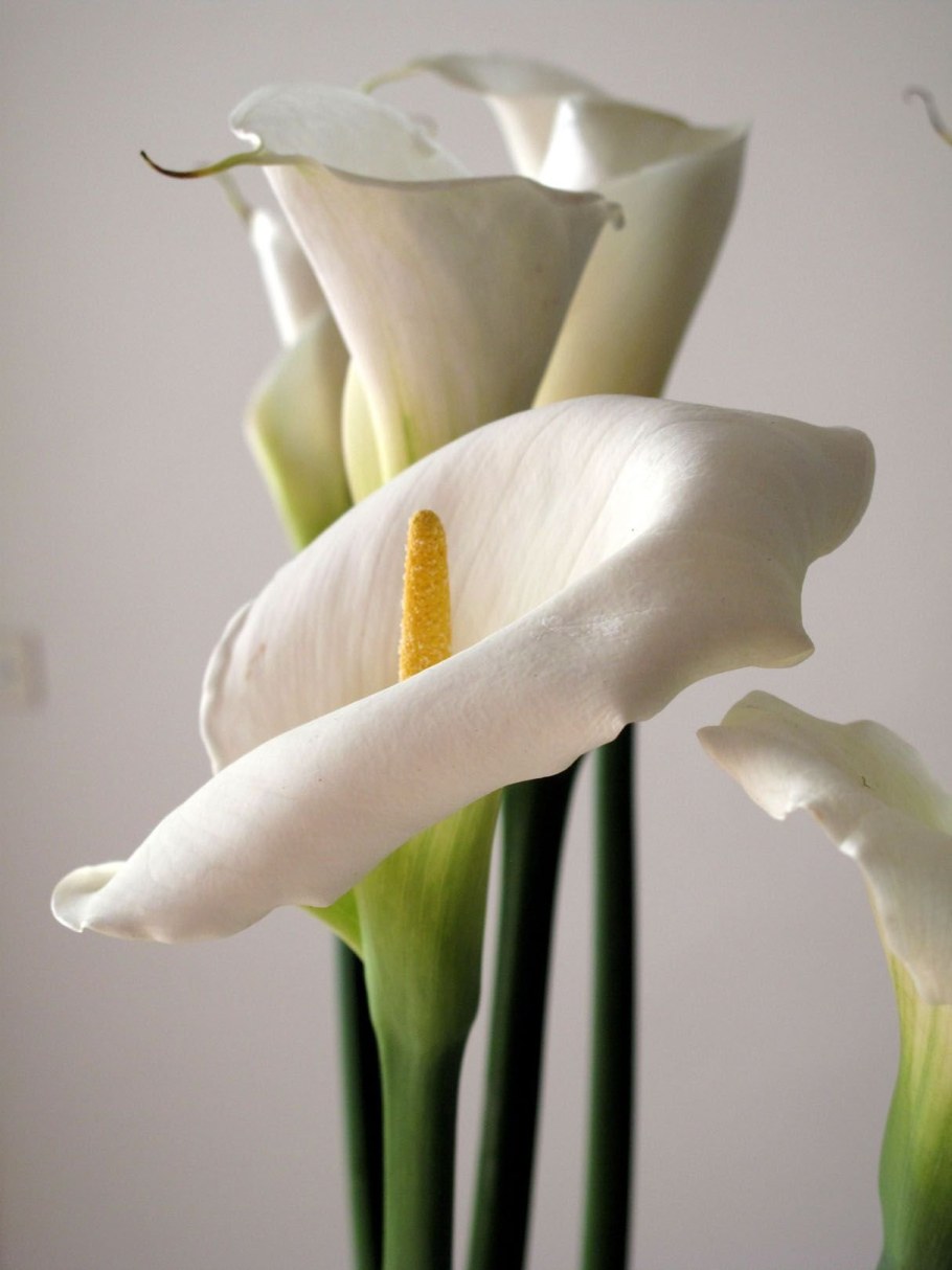 Calla Lily цветок