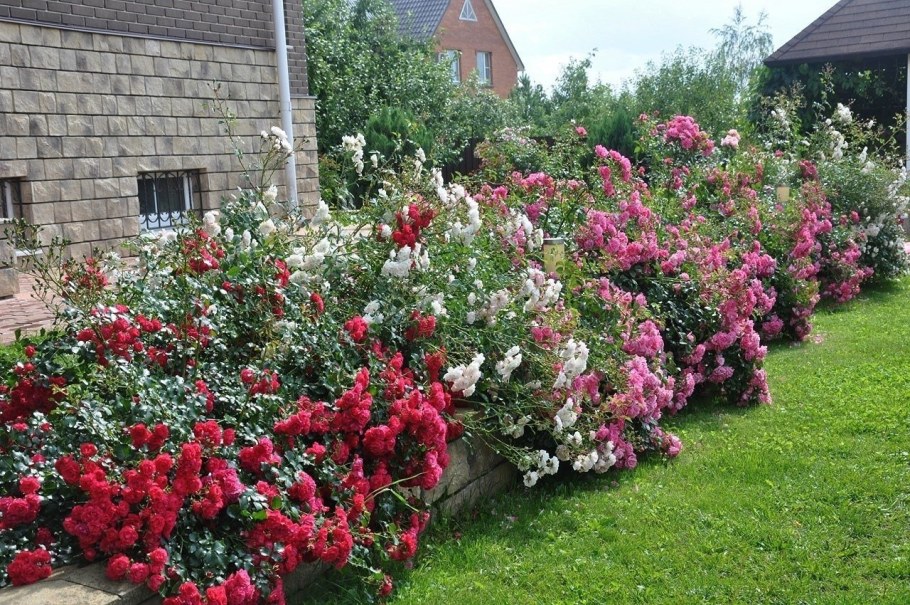 Штамбовая роза Помпонелла