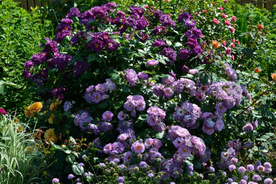 Роза рапсодия ин Блю