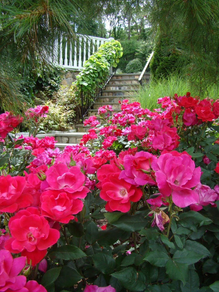 Роза Пайн Дрим