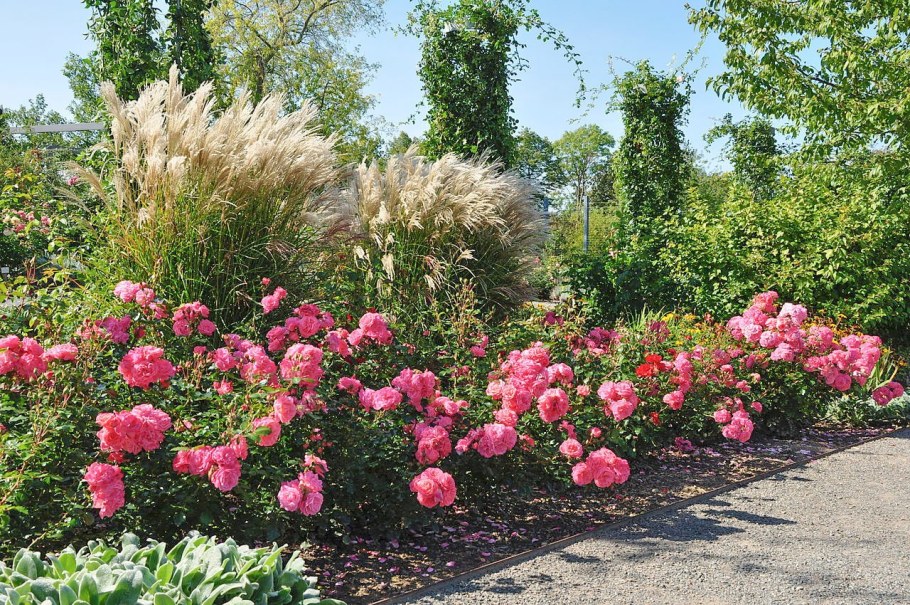 Роза почвопокровная Розариум