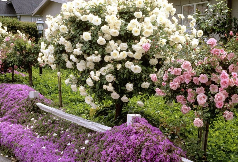 Роза штамбовая Кэтрин