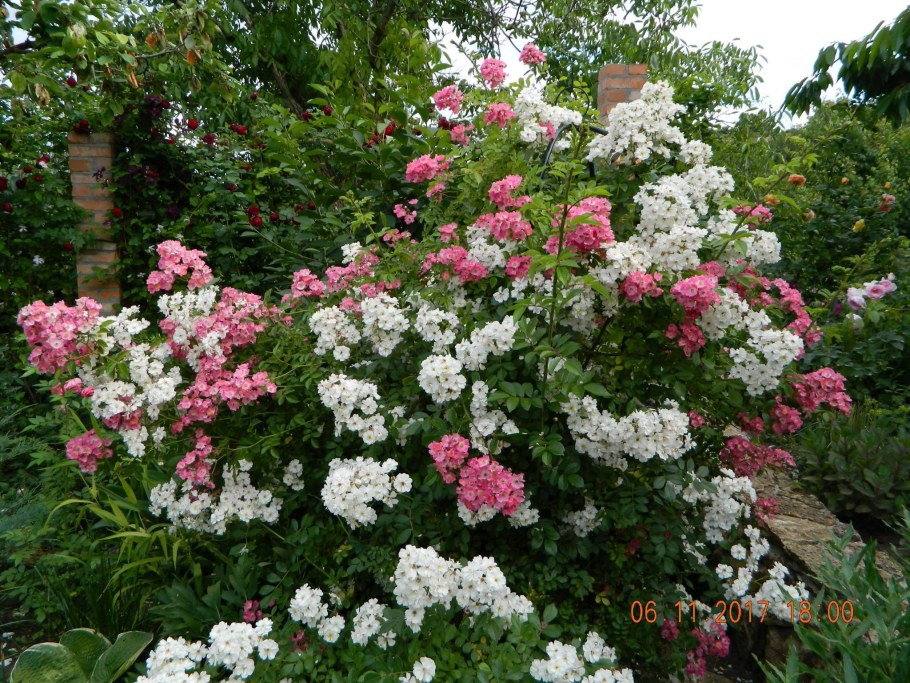 Роза Guirlande Rose