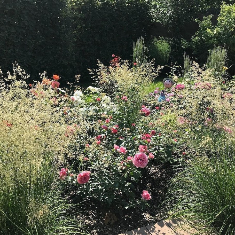 Розы Остина клумба