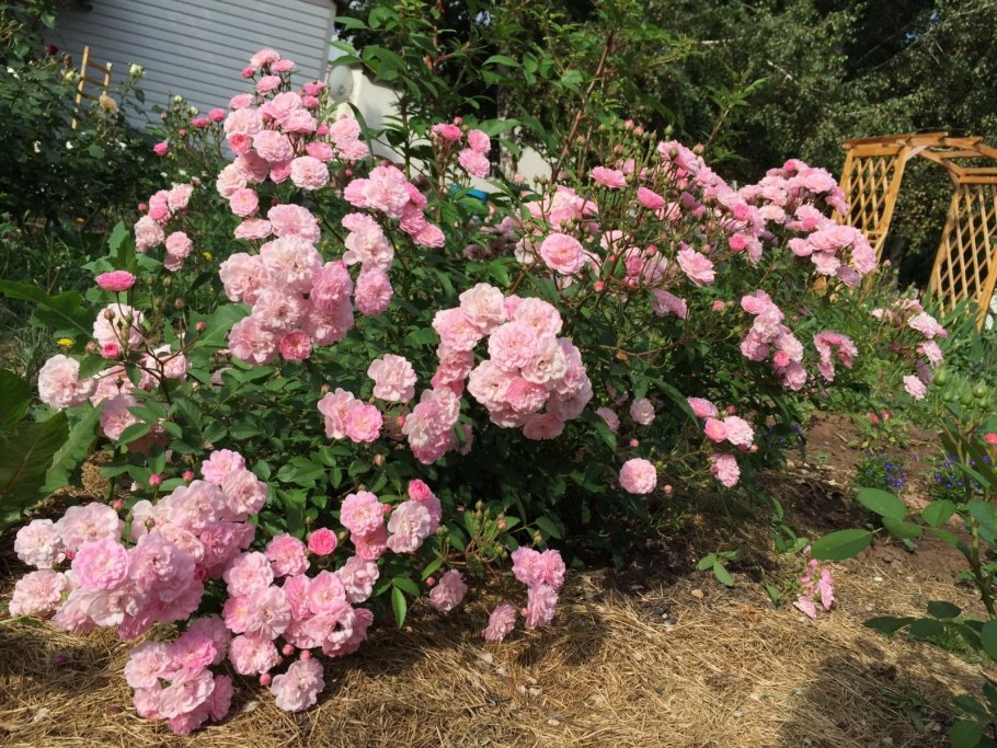 Роза мускусные гибриды (Парковая) Хэвенли Пинк