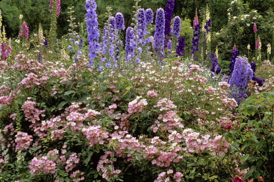 Компаньоны для дельфиниума