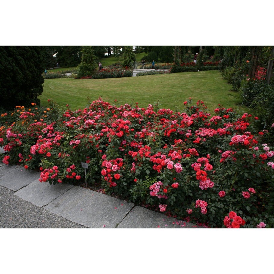 Роза флорибунда черри