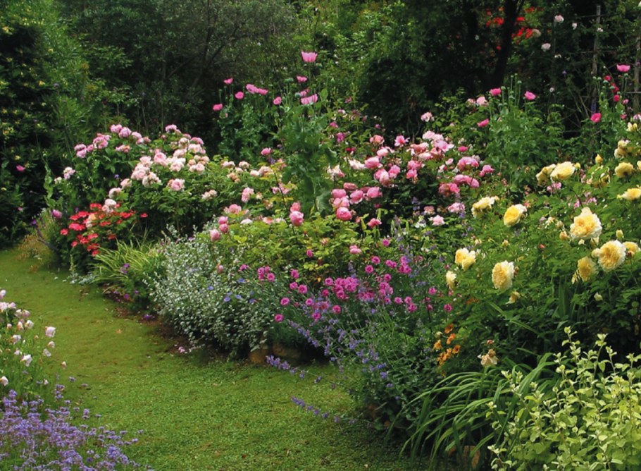 Розы Дэвида Остина вдоль дорожки