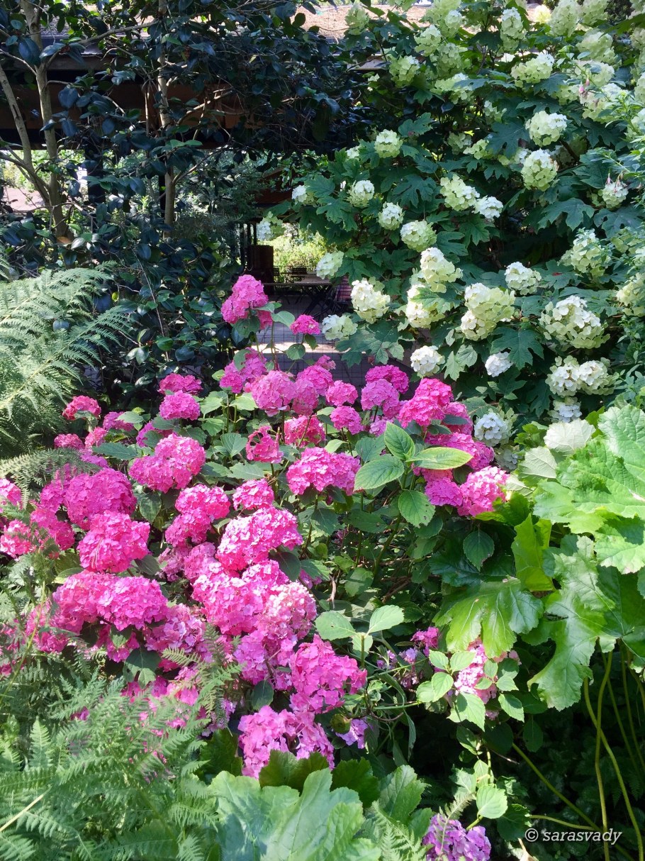 Гортензия крупнолистная в миксбордере